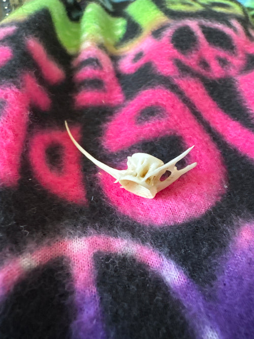 Fish vertebrae bone