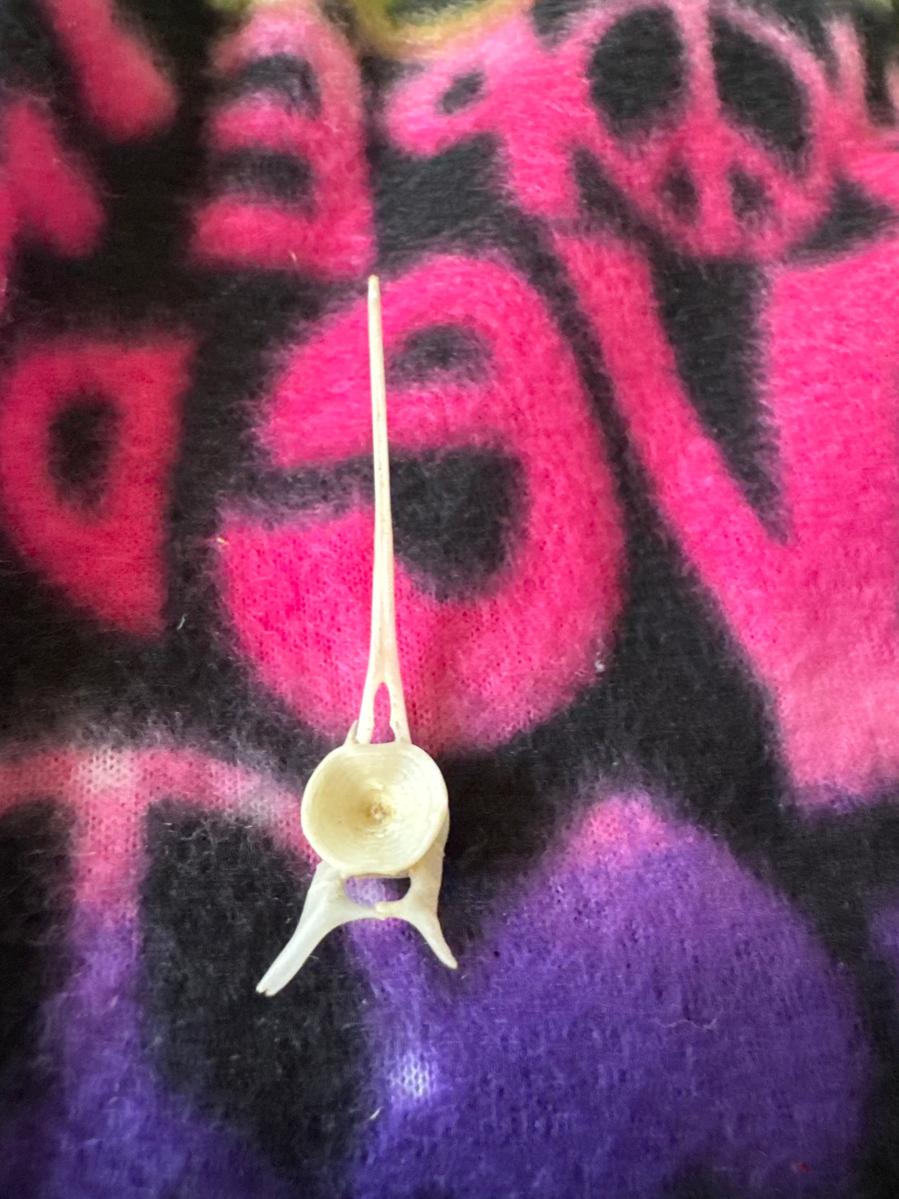 Fish vertebrae bone