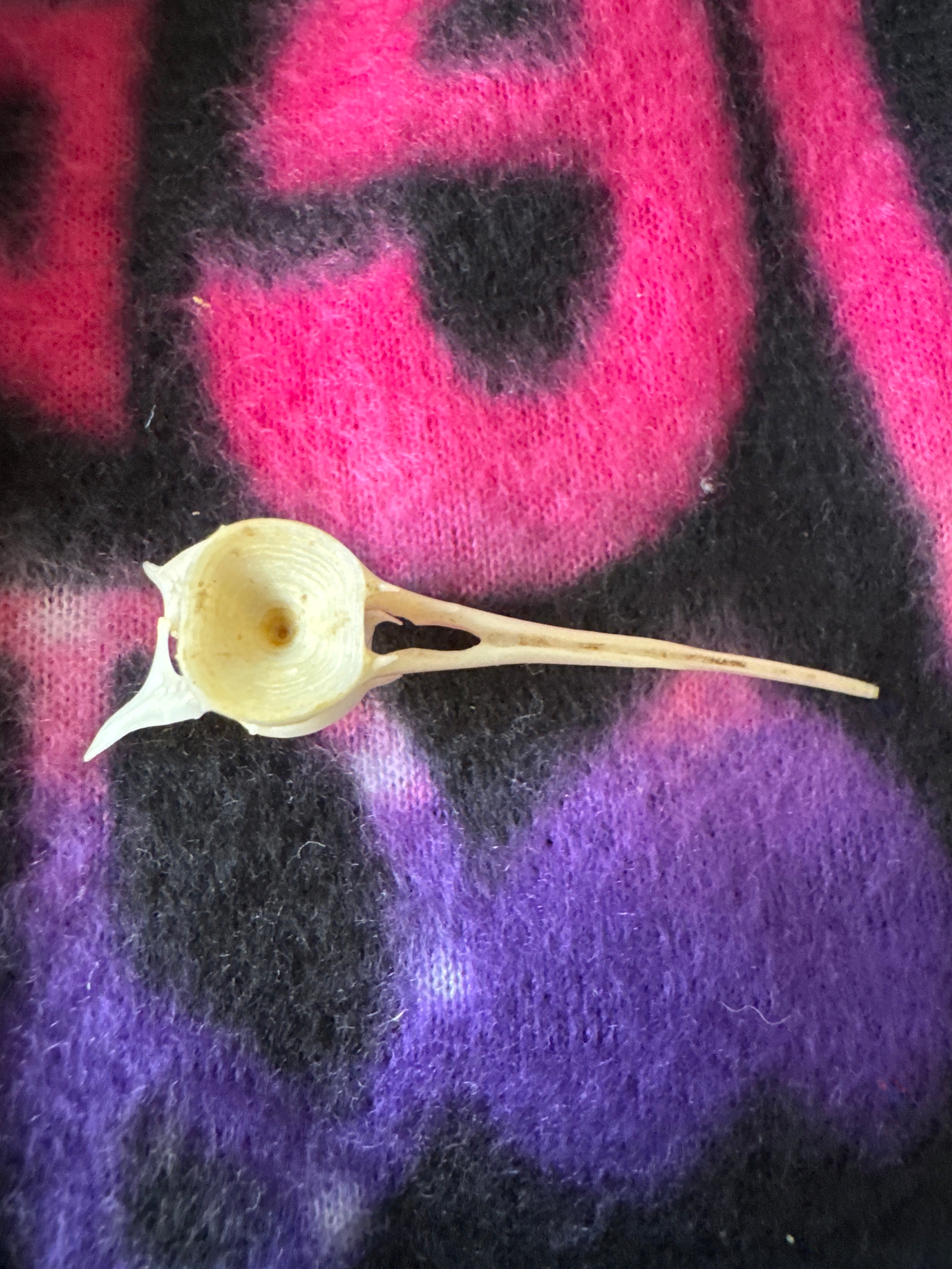 Fish vertebrae bone