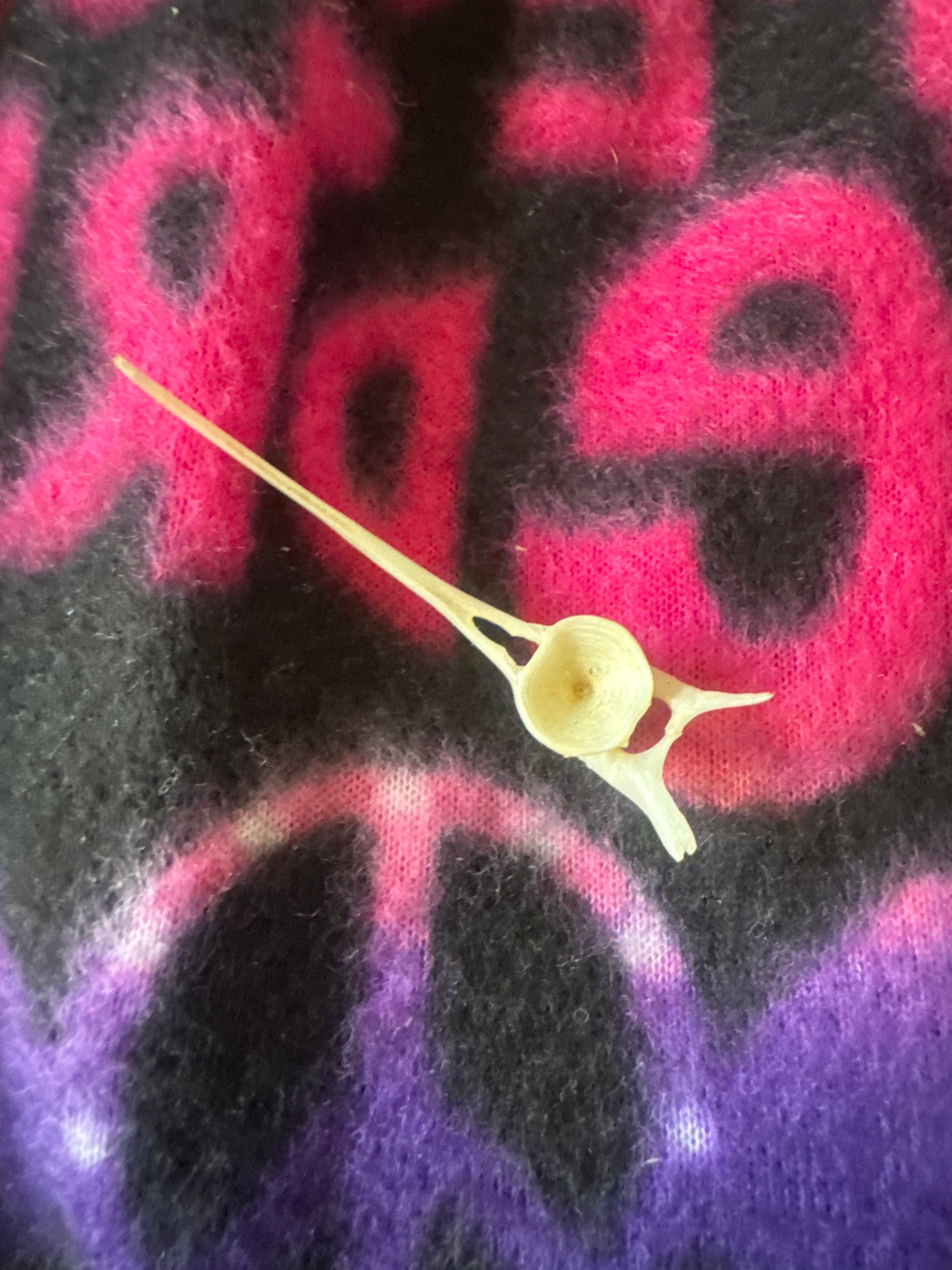Fish vertebrae bone