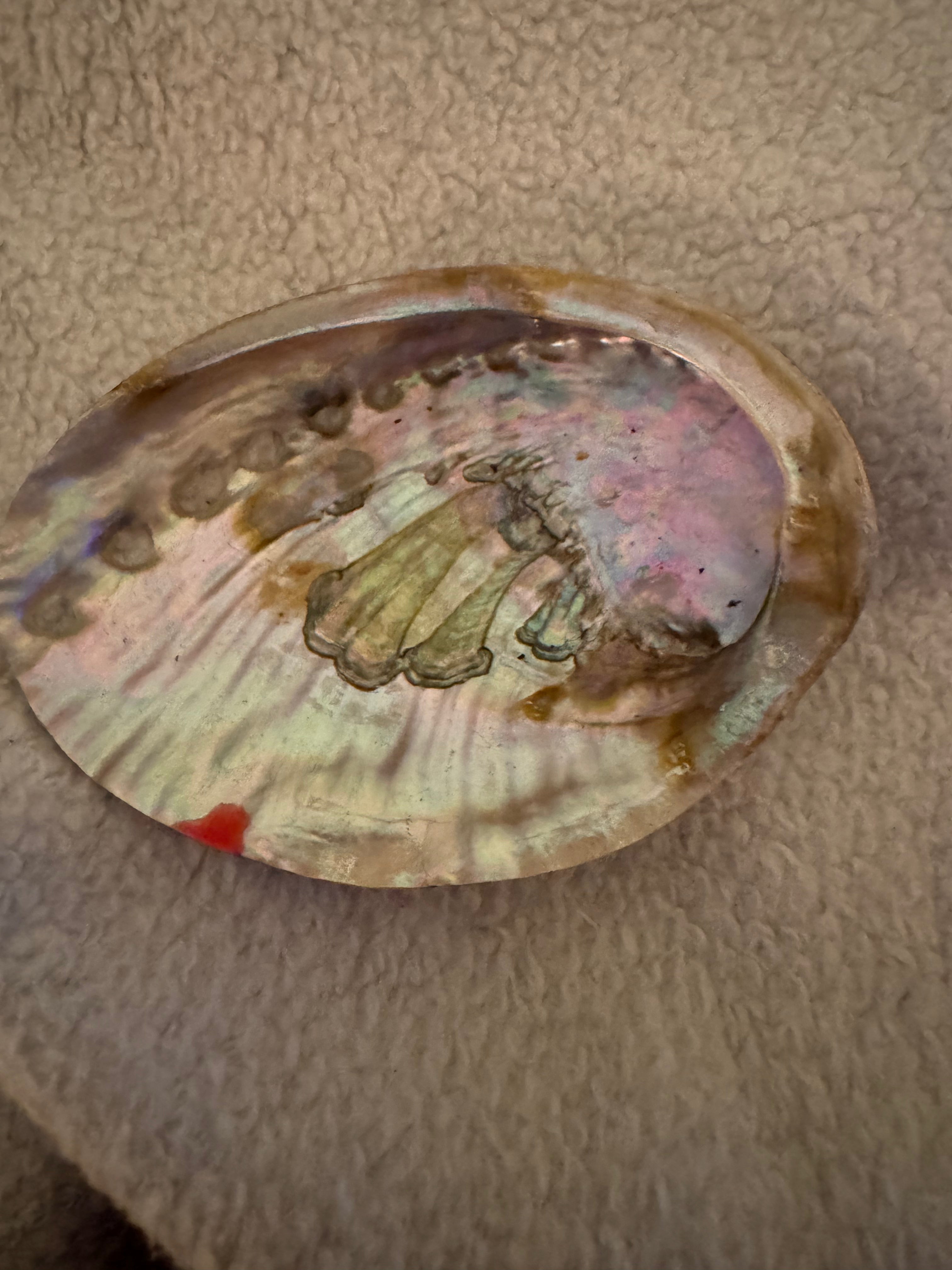 Abalone Shell