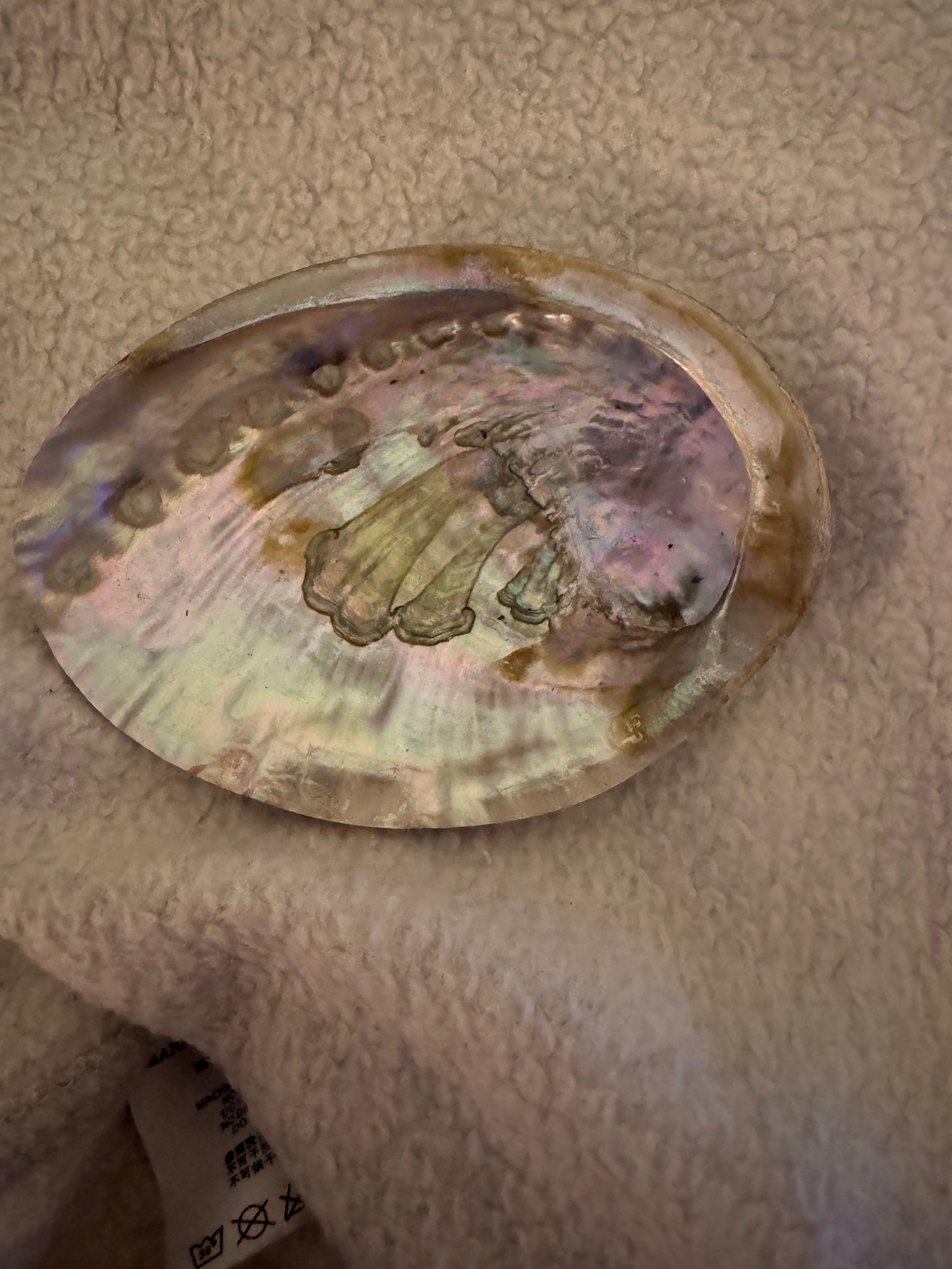 Abalone Shell