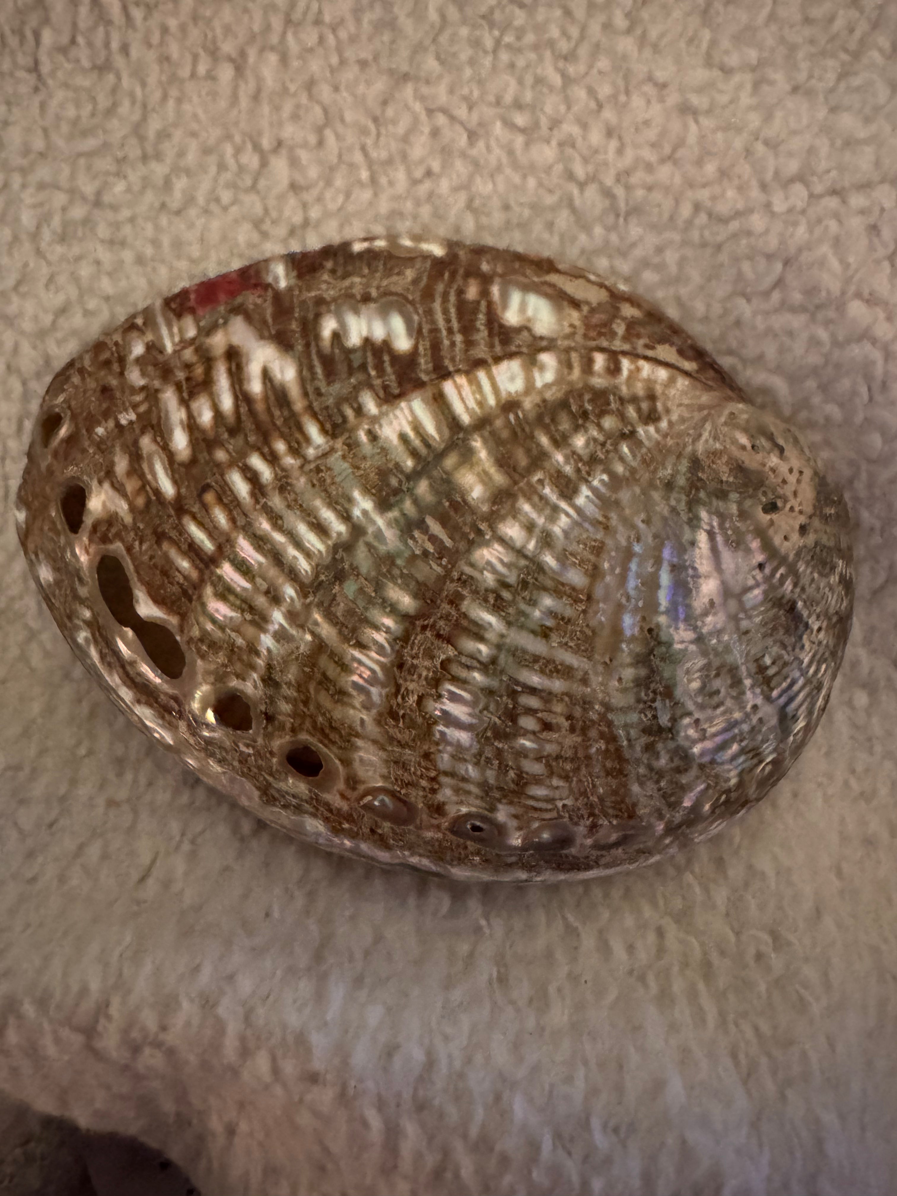 Abalone Shell