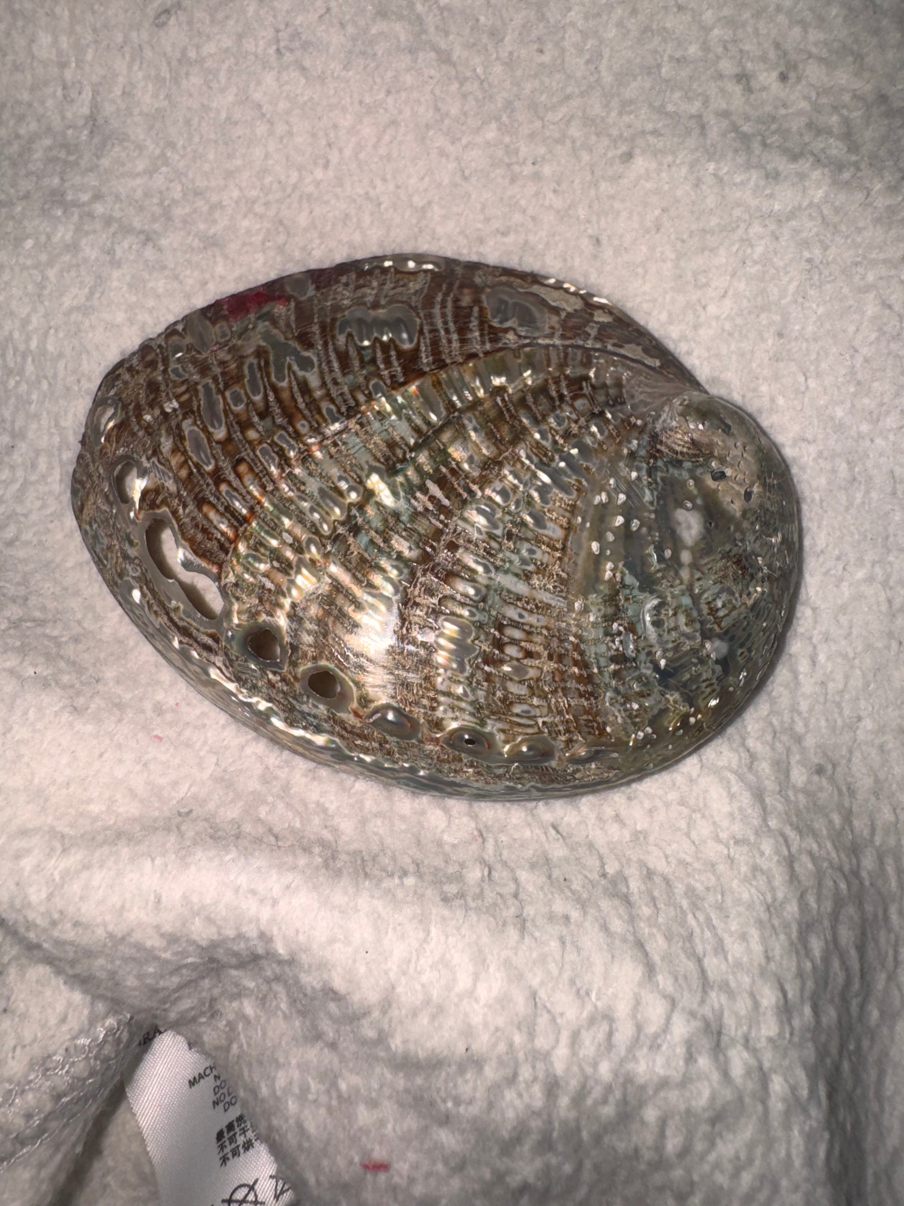Abalone Shell
