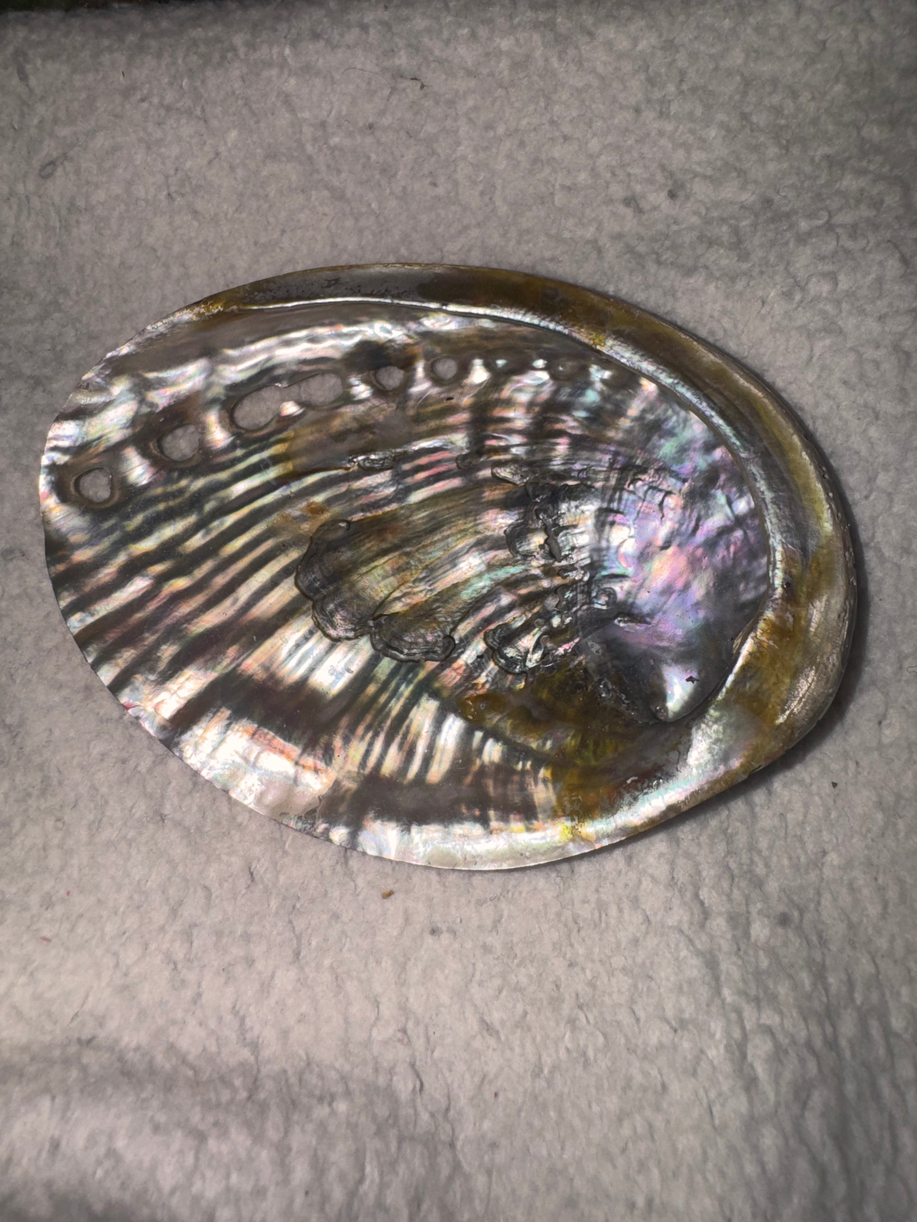 Abalone Shell