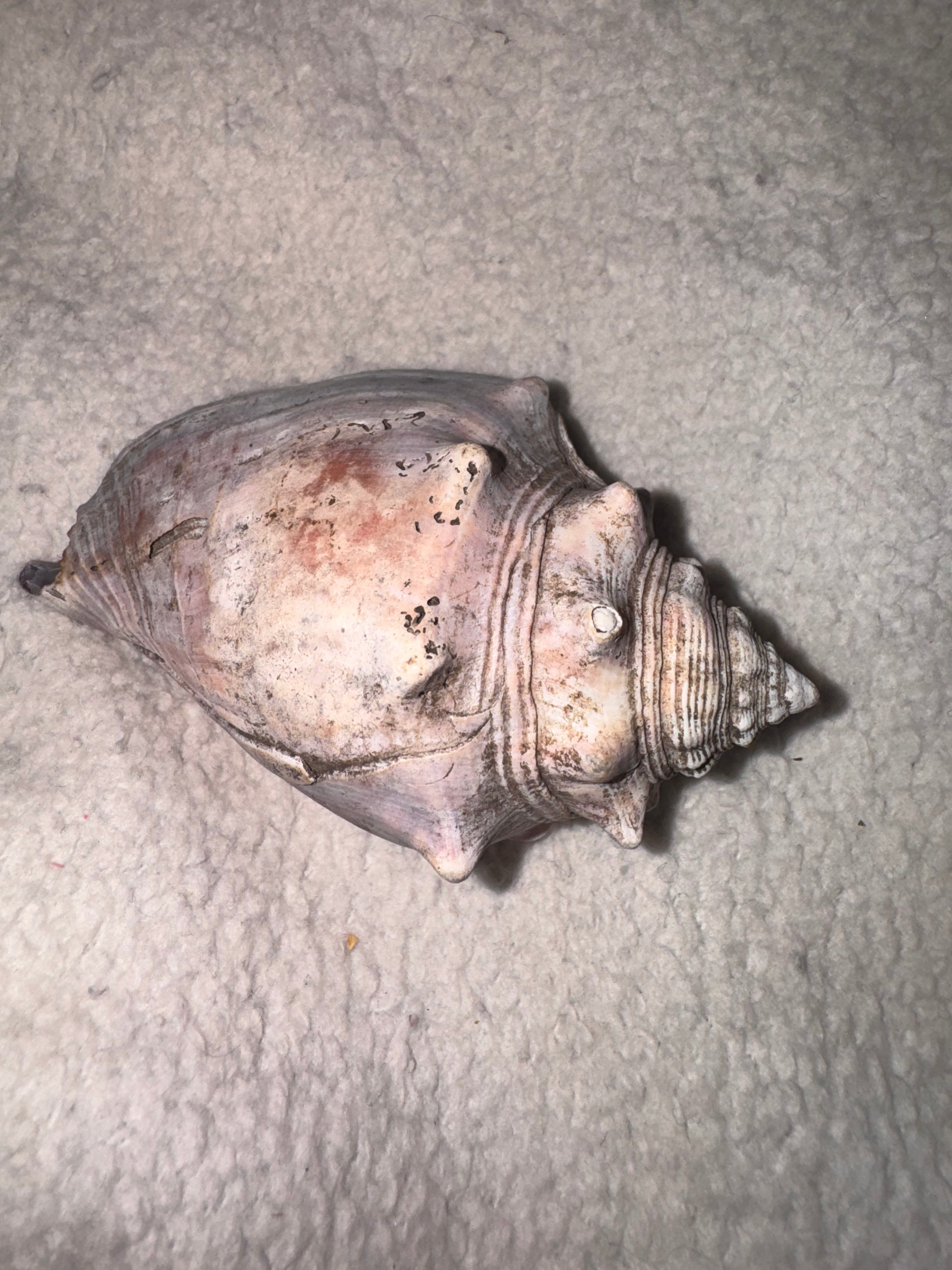 Conch Shell