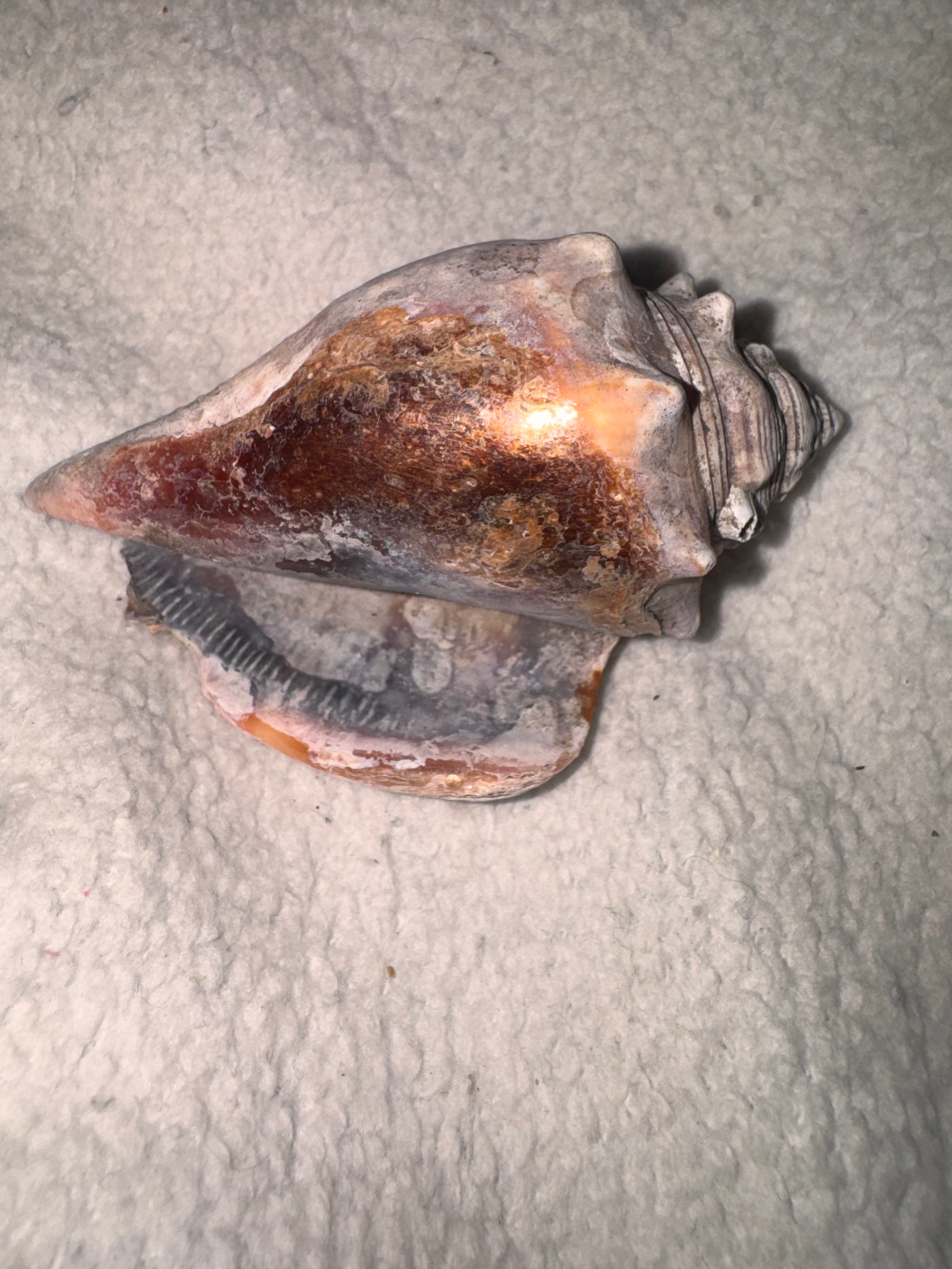 Conch Shell