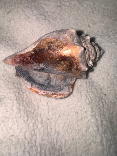 Conch Shell