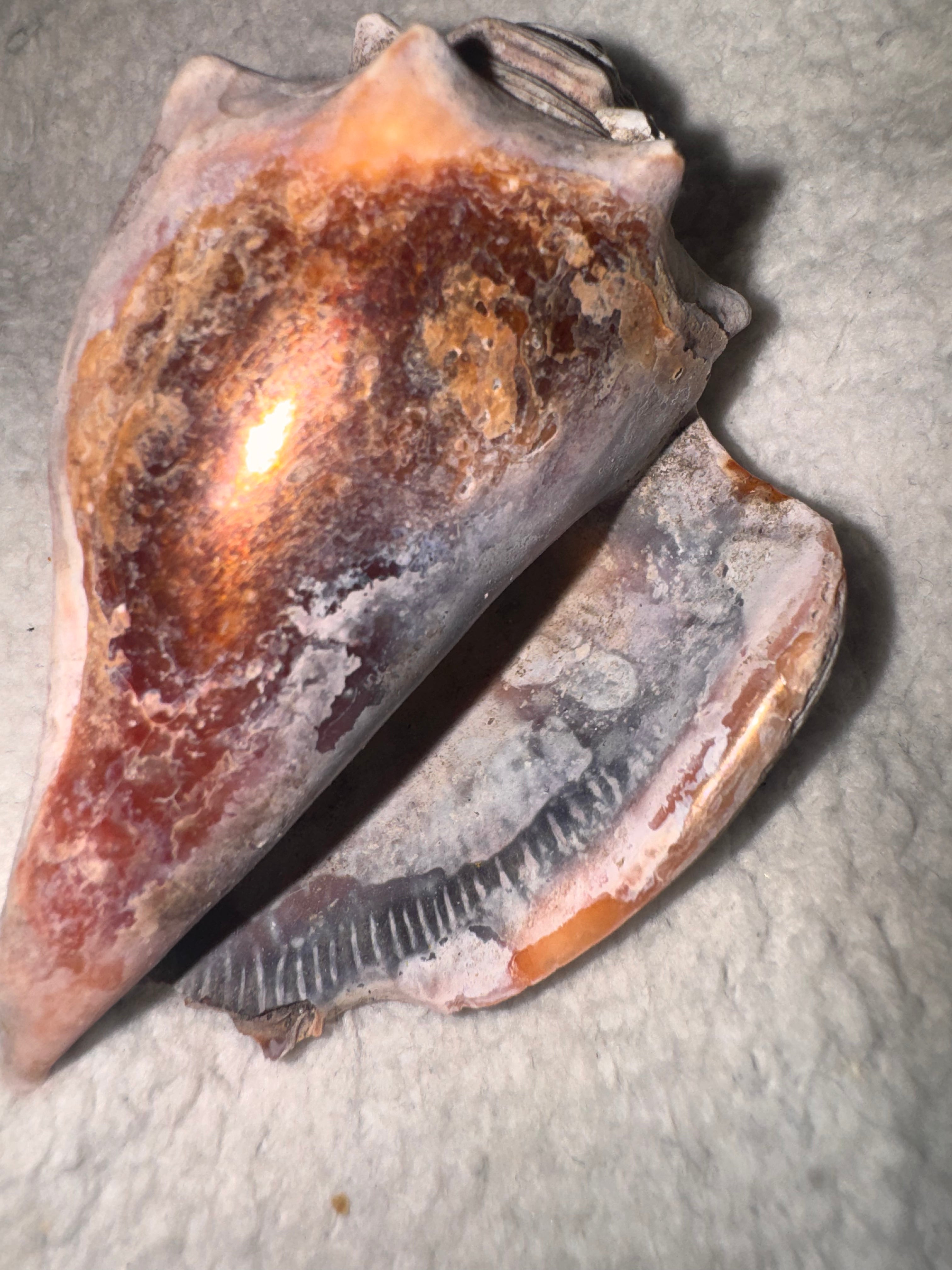 Conch Shell